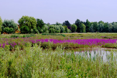 Westerplas, Hooglatem