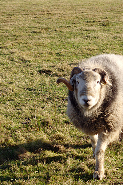 Herdwickschapen