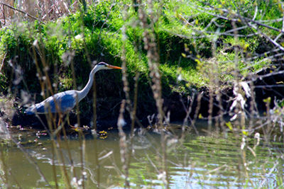 Blauwe reiger aan de Nazarethbeek