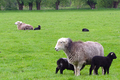 Lammetjes in 2014 in Latemse meersen