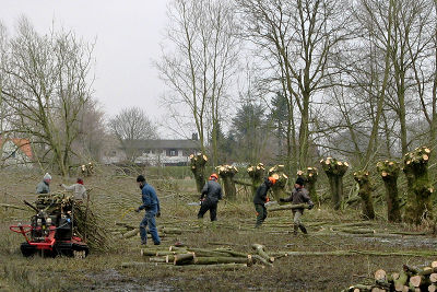 Vrijwilligers van Natuurpunt op een quot;knotdag" in Latemse meersen