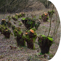 Natuurpark Levende Leie